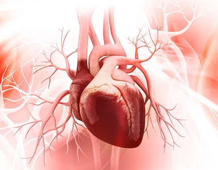 Illustration of a heart